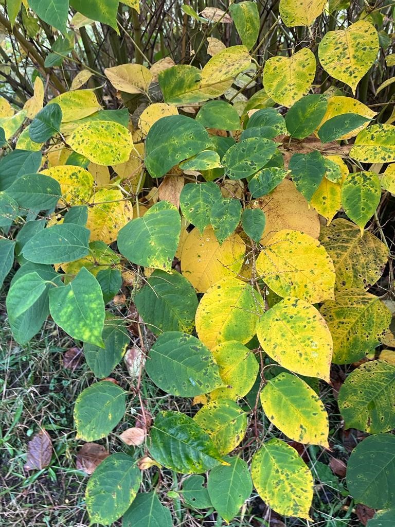 Why do Leaves Turn Yellow in Autumn? INNSA